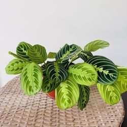 Lemon Lime Maranta Plants