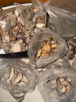 Seashells lot