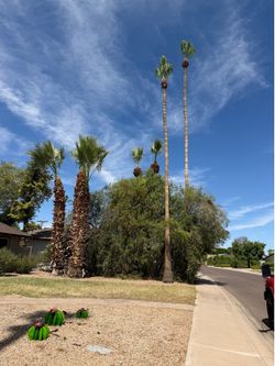 Tree and palms