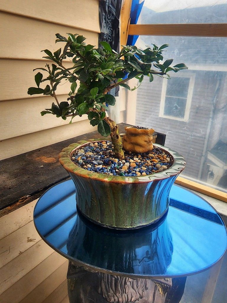 5 Years Old Bonsai"