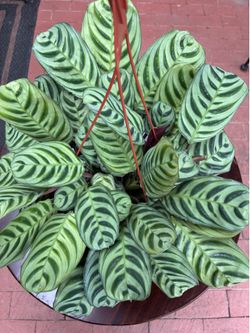 Plants