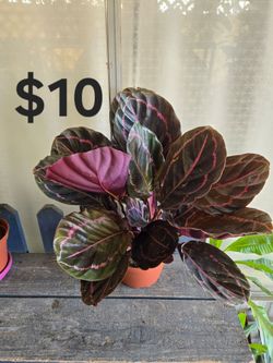 Calathea