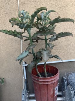 Planta
