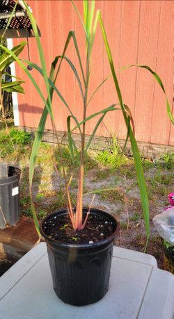 Lemon grass from seeds