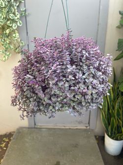 Callisia Repens Pink Panther 6” Hanging Pot
