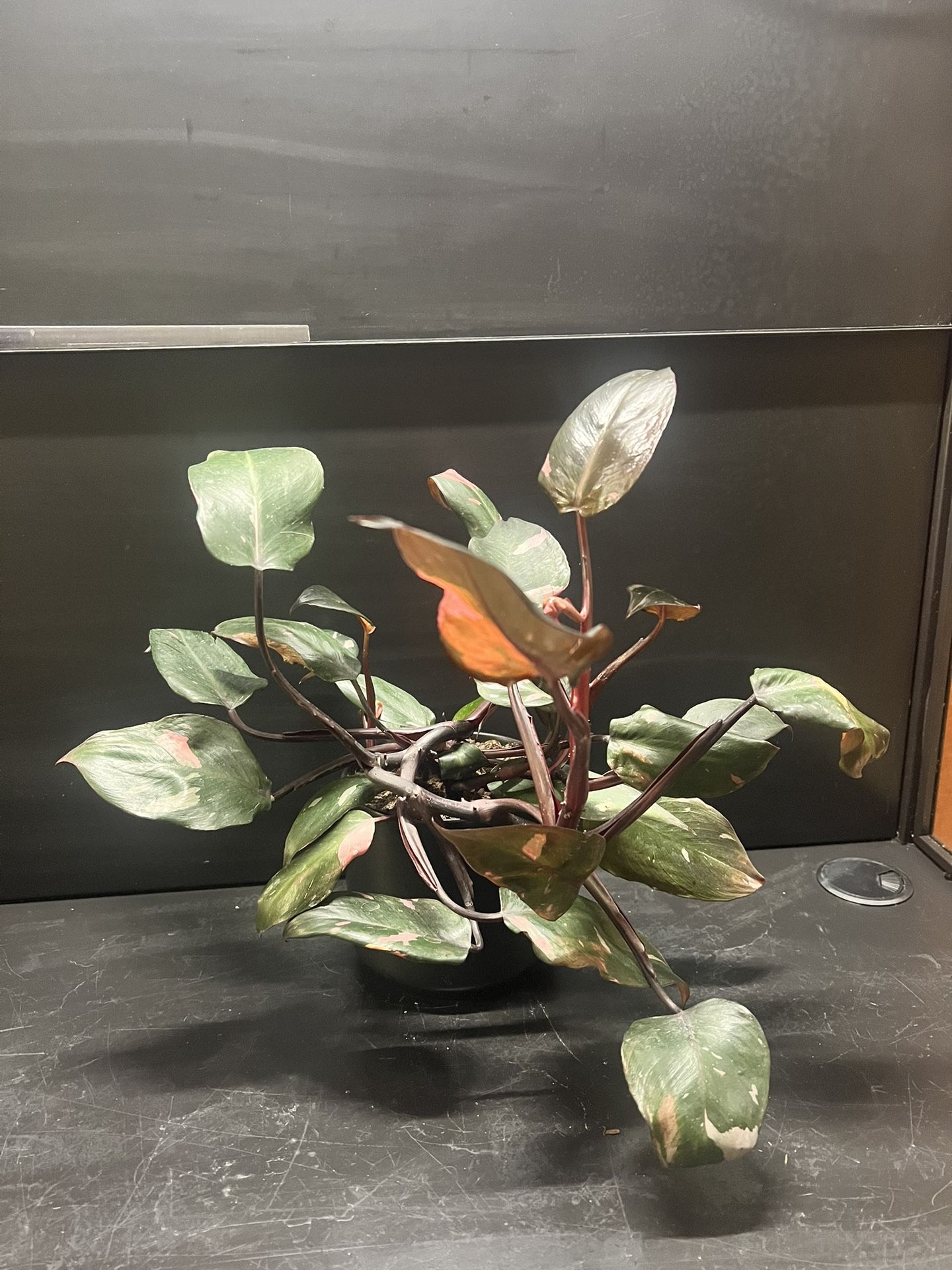 Plant - Philodendron Pink Princess