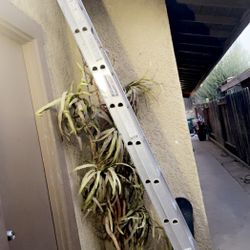 20 Ft Louisville Ladder