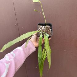   4” rhipsalis ramulosa
