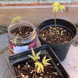 $15 Each Green Japanese Maple Tree Live Plant Great to Train for Bonsai