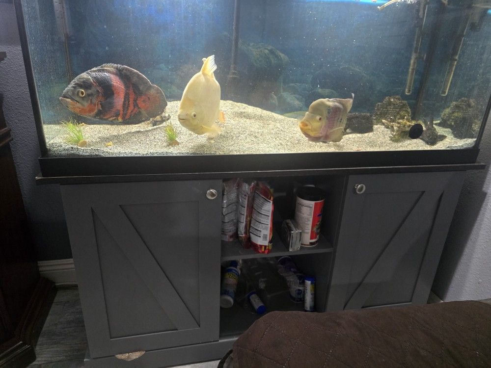 75 Gallon Fish Tank