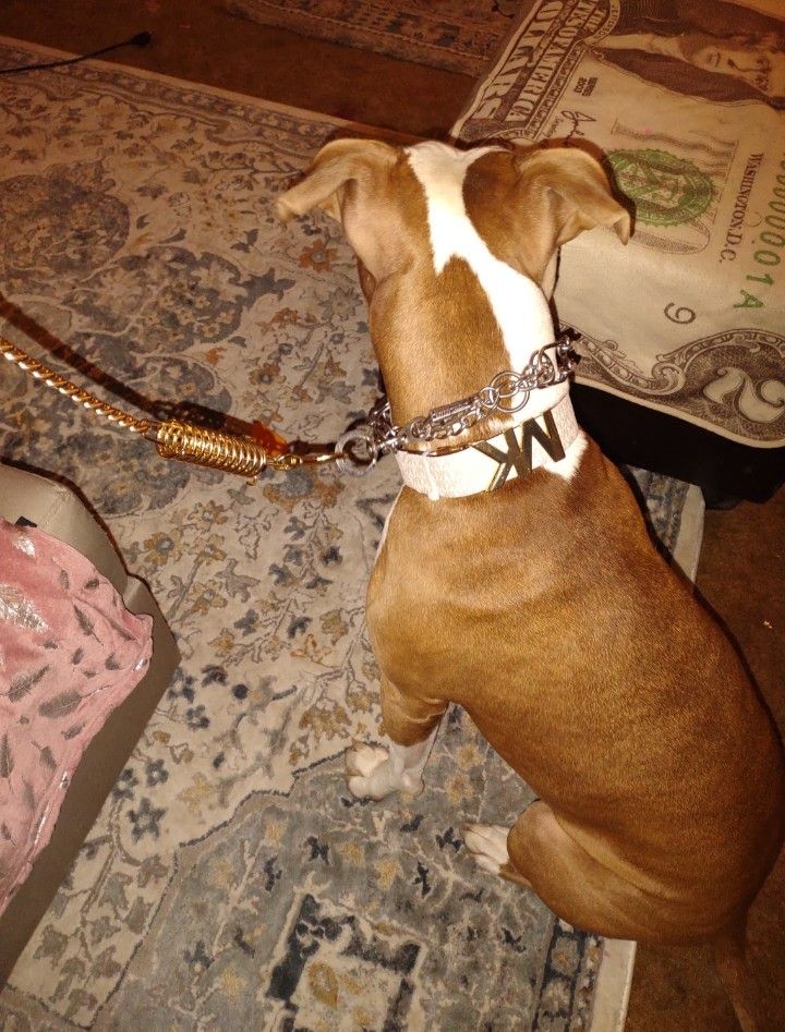 Designer Dog Collars