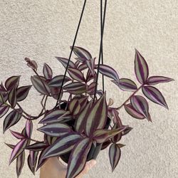 Tradescantia Quadricolor plant