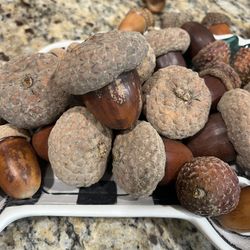 Huge  Acorns 