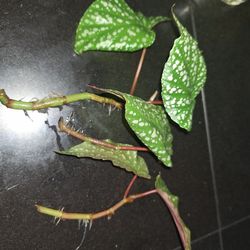 Plant Cuttings For Trade