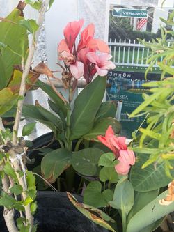 Plants