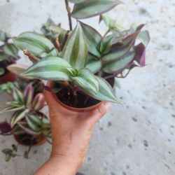 Wandering jew  plant 