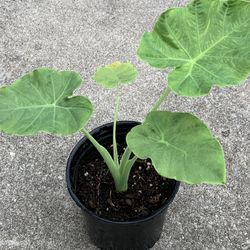 Big Elephant Ears 