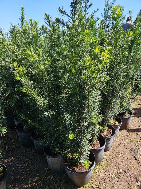 Podocarpus Over 6 Feet Tall Instant Privacy Hedge For Fence Green Full