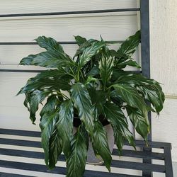 Peace lily