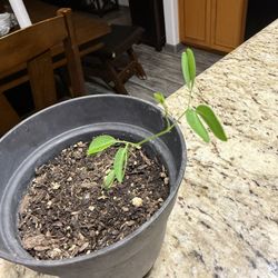 Small Guamuchil Plants 