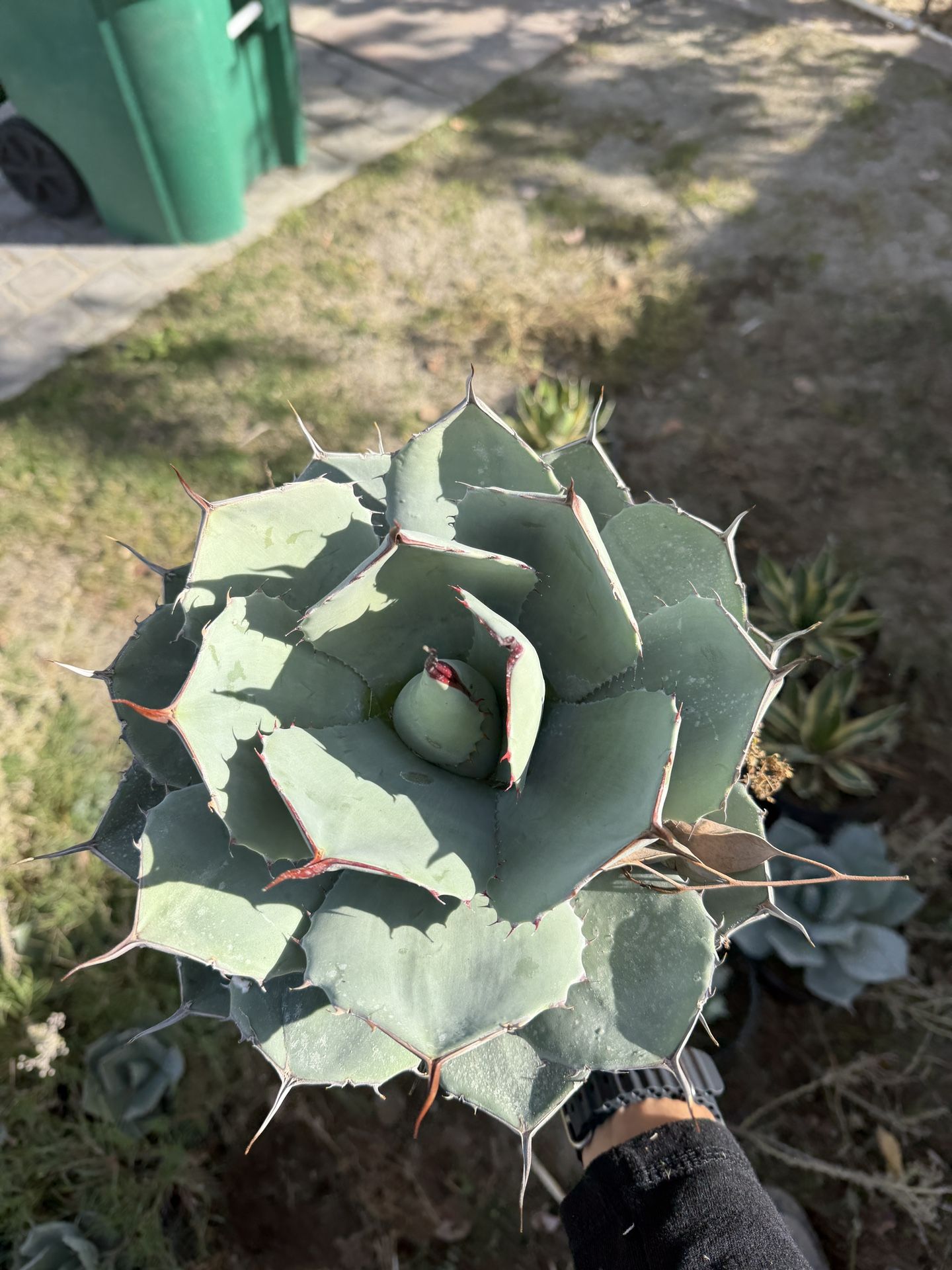 Agave Parryi – 8” (4 in stock+Healthy+ Sun Hardened