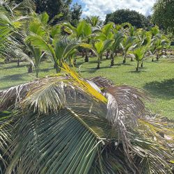 Coconut Trees For Sale