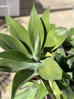 Agave Plants 
