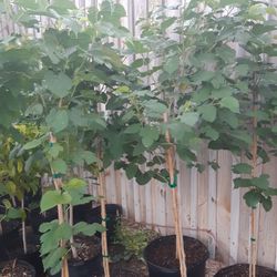 Mulberry Tree 