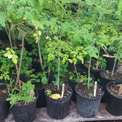 Moringa Plants 