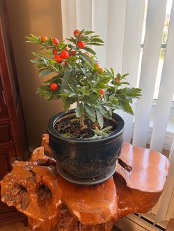Jerusalem cherry