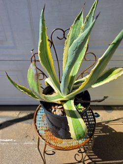 Agave