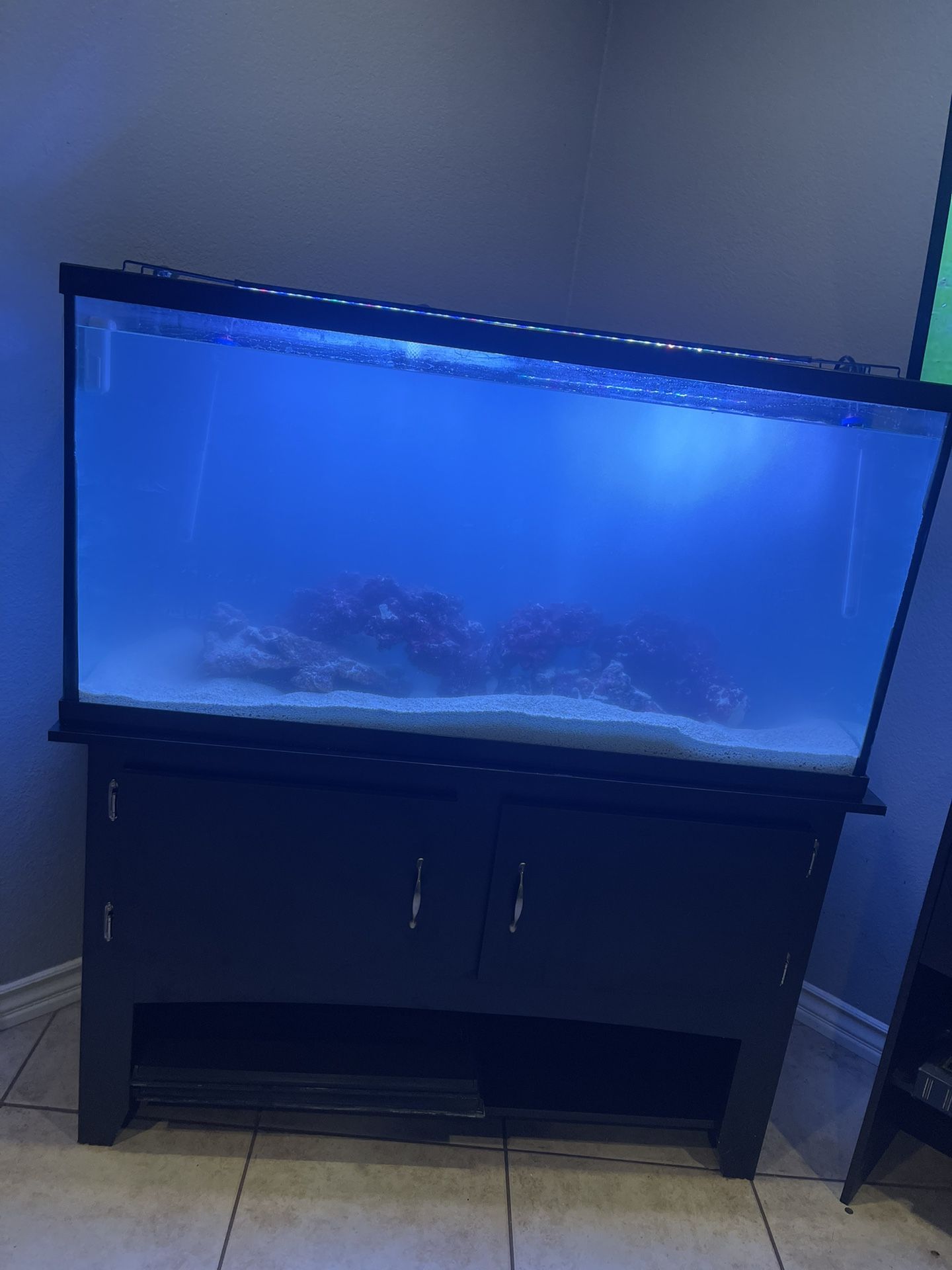 60 Gallon With Stand + Live Rocks + MORE!