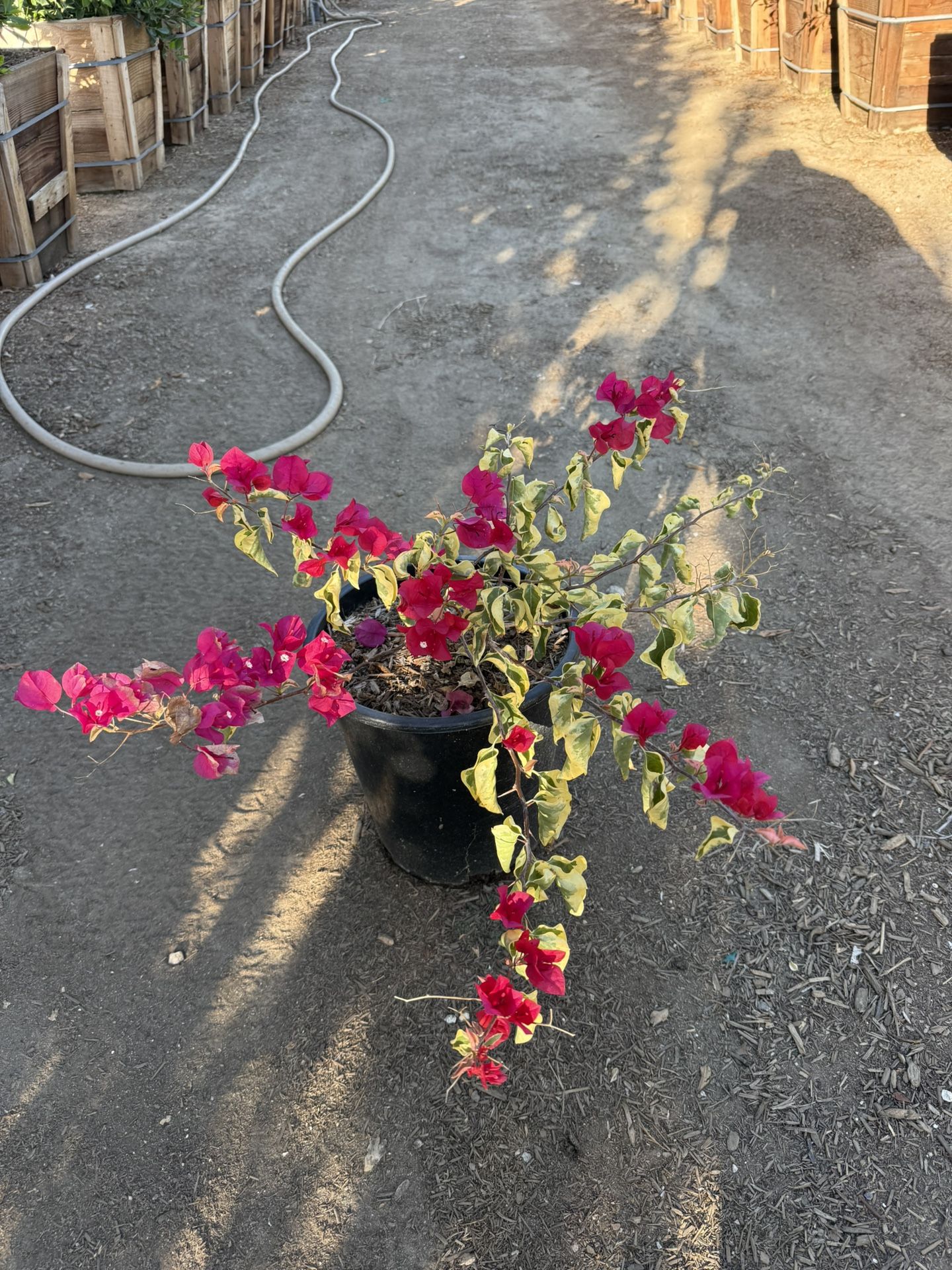 Bougainvillea “Raspberry ice”