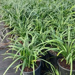Green Liriope - 1gl