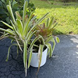 White Modern Heavy Duty Plastic Planter & Bromeliad 