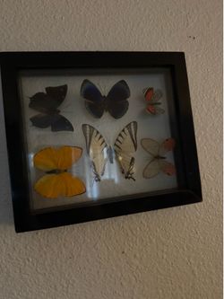 Insect taxidermy