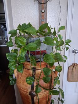 Planta