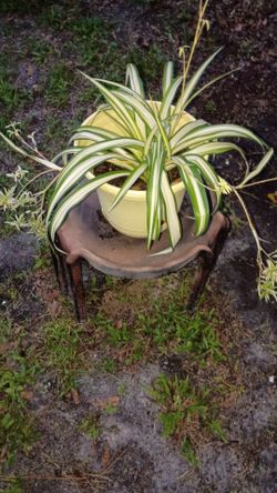 Spider Plant