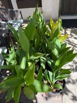 Canna Lilies