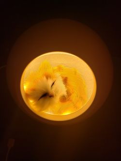 💖 Lula's - BRAND NEW - Little Pet House Cat Lamp Night Light