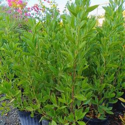 GREEN BUTTONWOOD PRIVACY HEDGE PLANTS 3GL $6