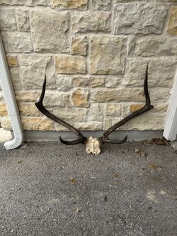 Antlers 