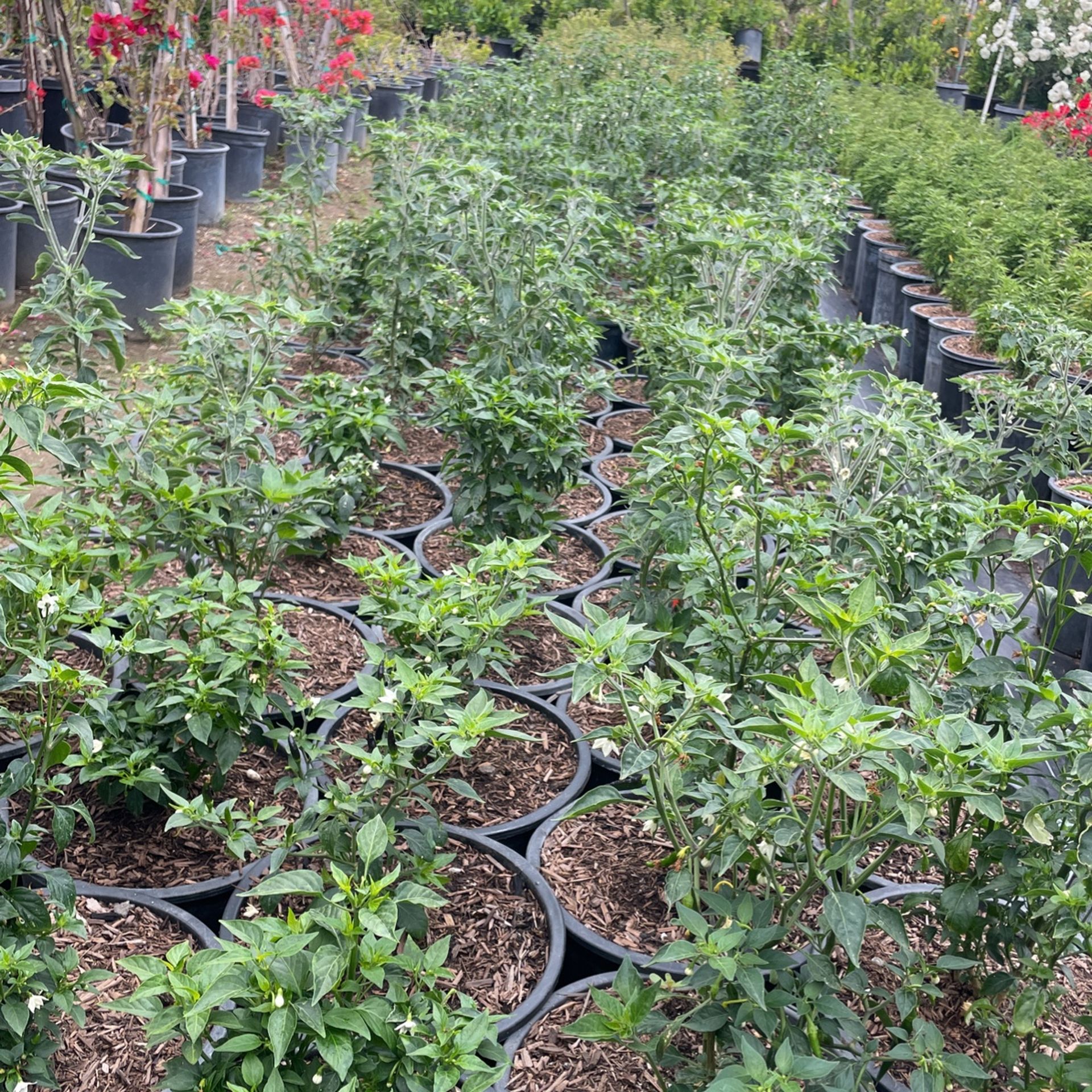 Chiltepín cobra cola de rata