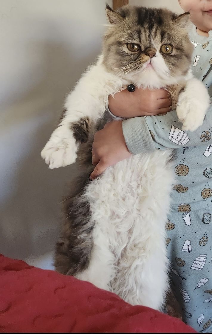 Persian