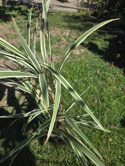 Varigated flax lilly plant