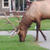 Bucks