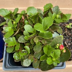 Kalanchoe Plants 