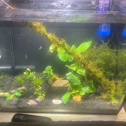 Plants And Their Friends