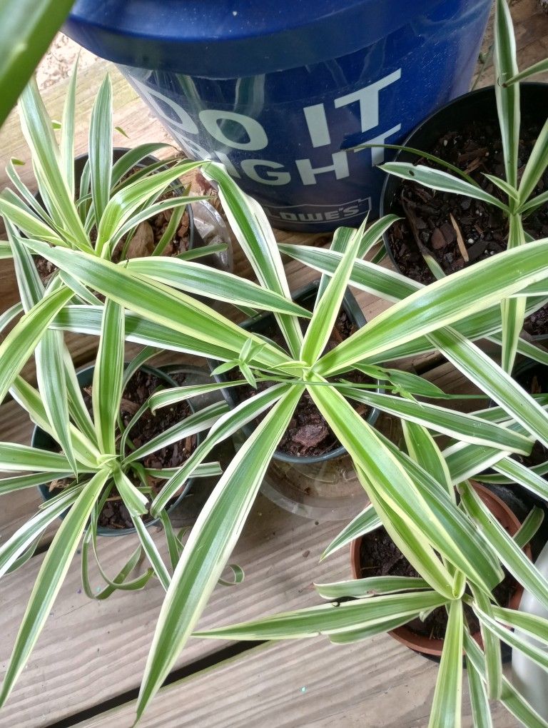 SPIDER PLANTS! 