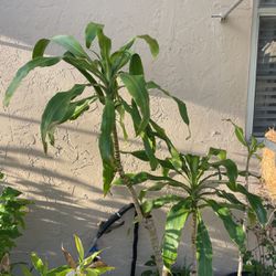 Cane Massangeana Dragon 🪴 Plant